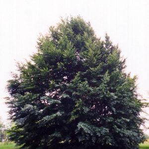 European Beech
