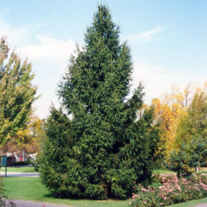 Norway Spruce