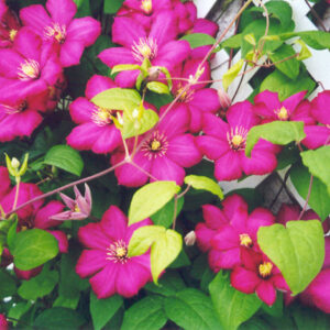 Ville de Lyon Clematis flowers