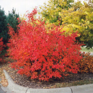 Red Chokeberry in fall