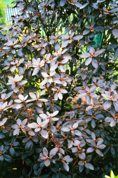 P.J.M. Elite Rhododendron in fall