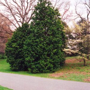 Hinoki Falsecypress