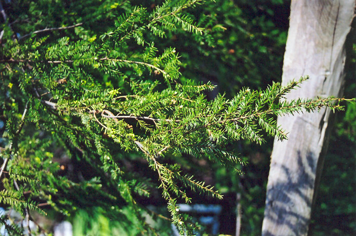 Canadian Hemlock foliage