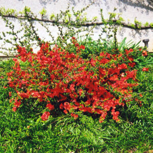 Common Flowering Quince in bloom