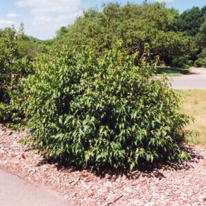 Bailey Compact Amur Maple