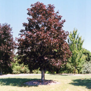 Royal Red Norway Maple