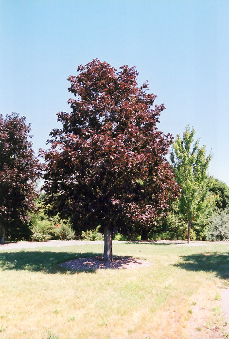 Royal Red Norway Maple