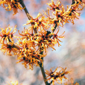 Vernal Witchhazel flowers