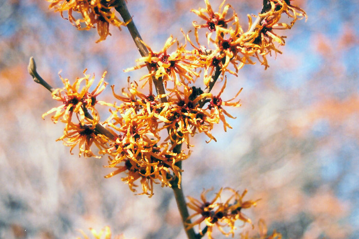 Vernal Witchhazel flowers