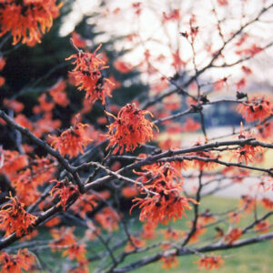 Diane Witchhazel flowers