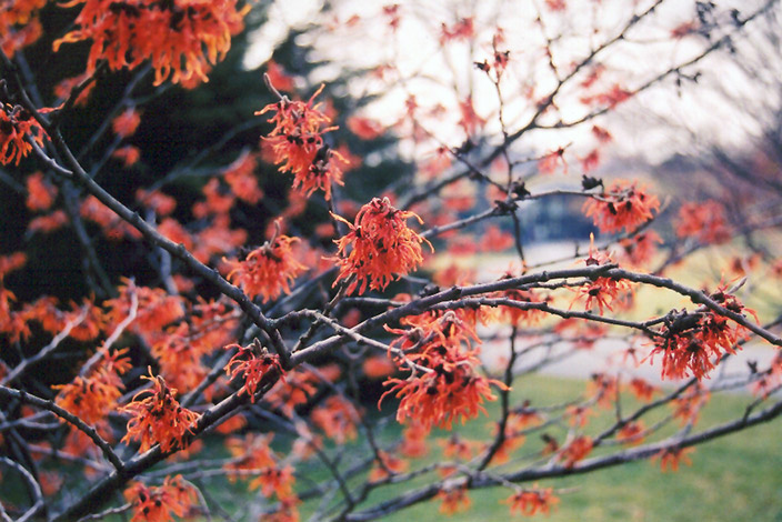 Diane Witchhazel flowers