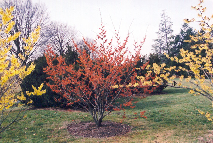 Diane Witchhazel in bloom
