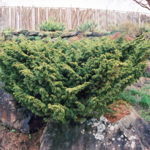 Shimpaku Juniper