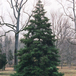 Korean Fir