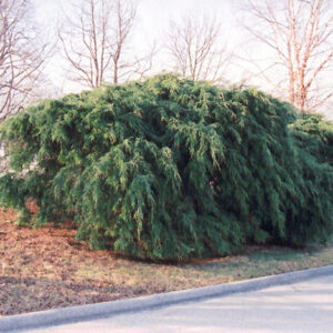 Sargent's Weeping Hemlock