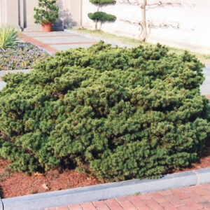 Dwarf Norway Spruce