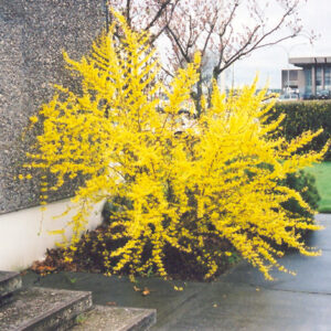 Showy Border Forsythia in bloom