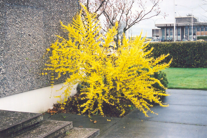 Showy Border Forsythia in bloom