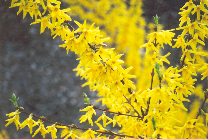 Showy Border Forsythia flowers