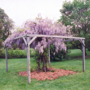 Aunt Dee Wisteria in bloom