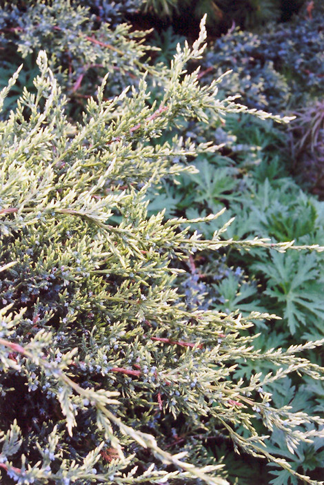 Holger Juniper foliage