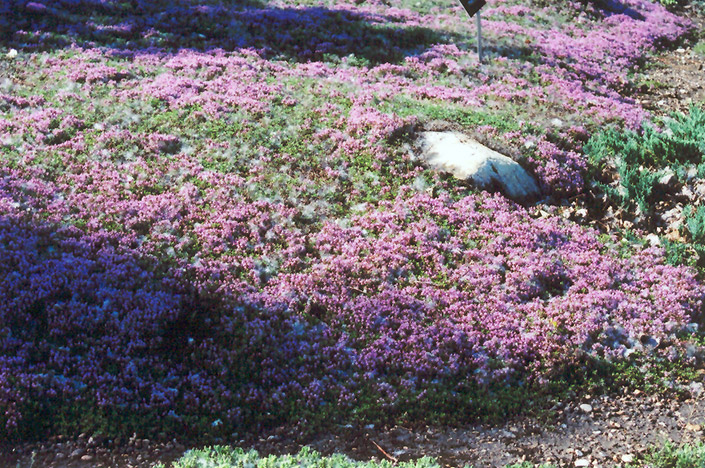 Mother-of-Thyme in bloom