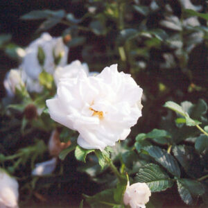 Blanc Double de Coubert Rose flowers