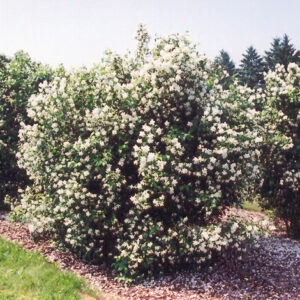 Lewis Mockorange in bloom