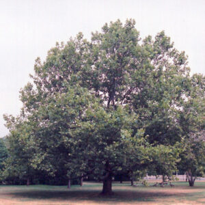 London Planetree