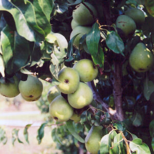 Anjou Pear fruit