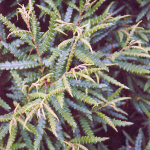 Sweetfern foliage