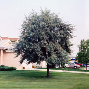 Russian Olive