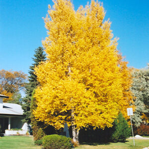 Paper Birch in fall