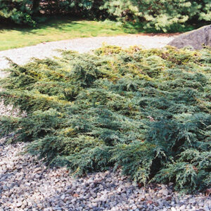 Holger Juniper
