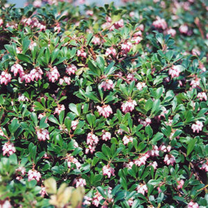 Vancouver Jade Bearberry flowers