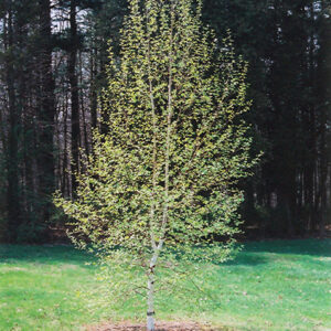 Japanese White Birch