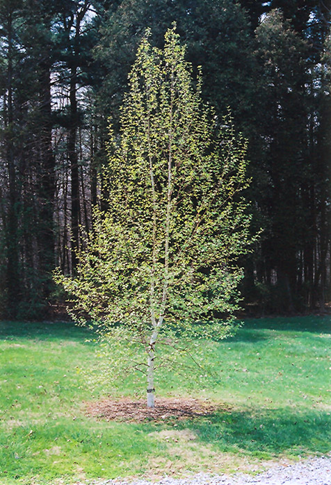 Japanese White Birch