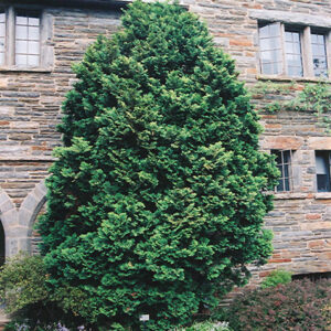Compact Hinoki Falsecypress