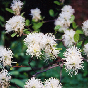 Blue Mist Fothergilla flowers