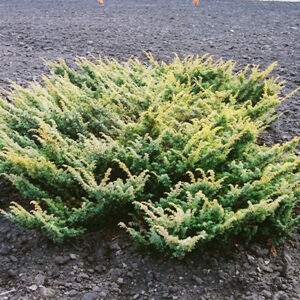Japanese Garden Juniper