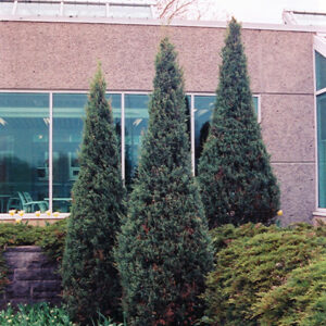 Skyrocket Juniper