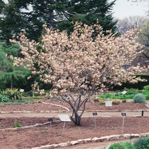 Shadblow Serviceberry (clump) in bloom