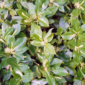 Sunspot Wintercreeper foliage