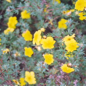 Yellow Gem Potentilla flowers