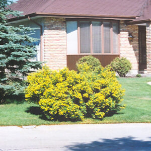 Jackman Potentilla in bloom