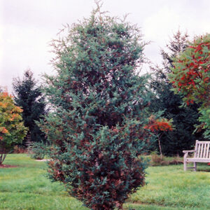 Chinese Juniper