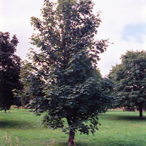 Sycamore Maple