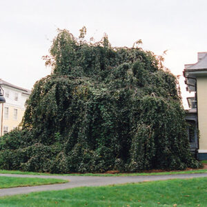 Weeping Purple Beech