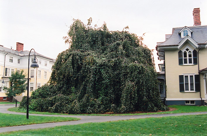 Weeping Purple Beech
