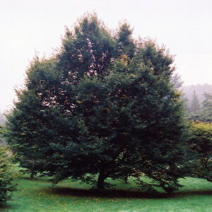European Hornbeam